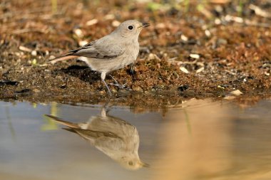Gölette dişi siyah kızılay (Phoenicurus ochruros)