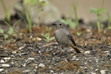 Kadın yanığı yerde kızıla döndü (Phoenicurus ochruros)