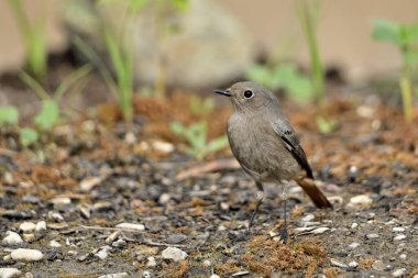 Kadın yanığı yerde kızıla döndü (Phoenicurus ochruros)