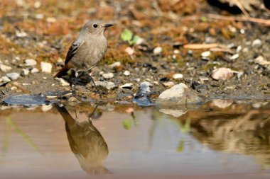 Gölette dişi siyah kızılay (Phoenicurus ochruros)