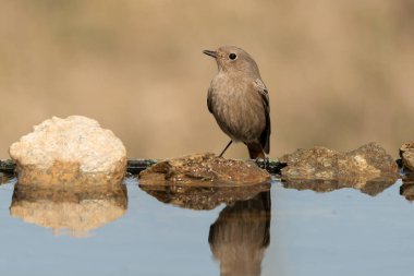 Gölette dişi siyah kızılay (Phoenicurus ochruros)