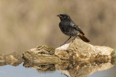 Göletteki erkek siyah kızılay (Phoenicurus ochruros)