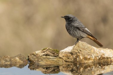 Göletteki erkek siyah kızılay (Phoenicurus ochruros)