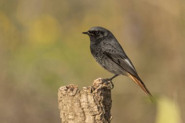 bir günlük üzerinde erkek siyah kırmızısı (Phoenicurus ochruros)