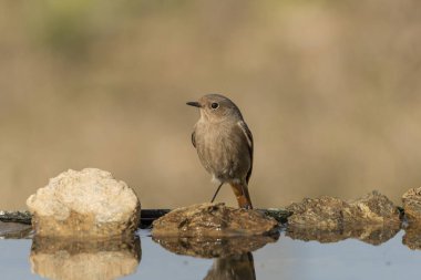 Gölette dişi siyah kızılay (Phoenicurus ochruros)