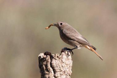 Bir günlük üzerindeki dişi siyah başlangıç (Phoenicurus ochruros)