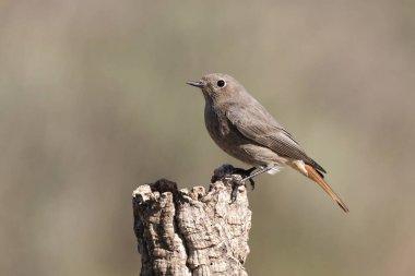 Bir günlük üzerindeki dişi siyah başlangıç (Phoenicurus ochruros)