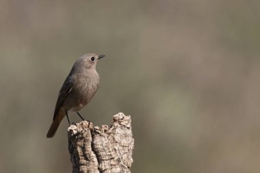 Bir günlük üzerindeki dişi siyah başlangıç (Phoenicurus ochruros)