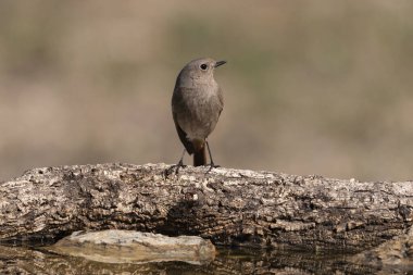 Bir günlük üzerindeki dişi siyah başlangıç (Phoenicurus ochruros)