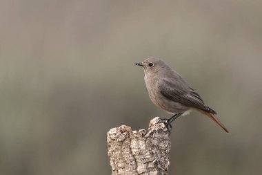 Bir günlük üzerindeki dişi siyah başlangıç (Phoenicurus ochruros)