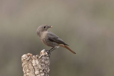 Bir günlük üzerindeki dişi siyah başlangıç (Phoenicurus ochruros)