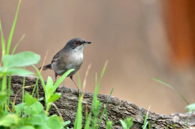 Bir kütük üzerinde Avrupa bülbülü (Sylvia cantillans)