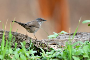 Bir kütük üzerinde Avrupa bülbülü (Sylvia cantillans)