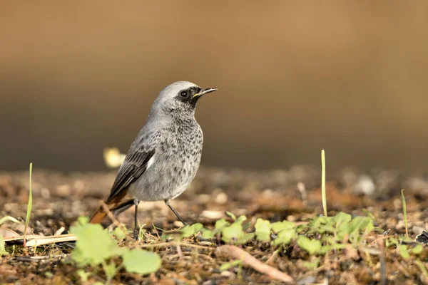 Erkek yanığı yerde kızıla dönüşür (Phoenicurus ochruros)