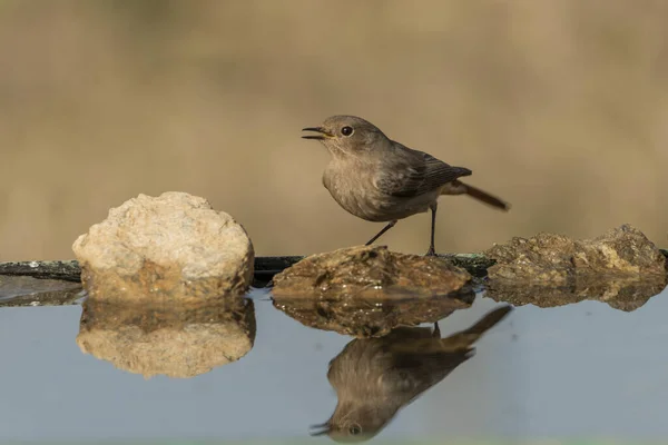 Stock image female black redstart in pond (Phoenicurus ochruros)