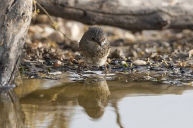 Gölde siyah başlıklı banyo (Sylvia atricapilla)
