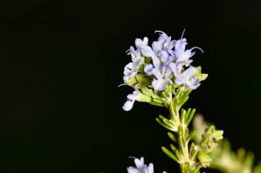 Bahçedeki güzel çiçekler