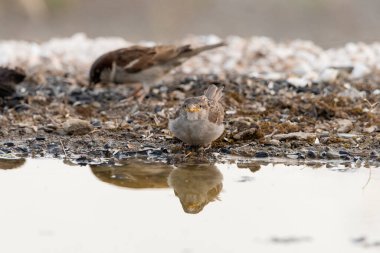 Gölette genç dişi serçe (Passer domesticus)