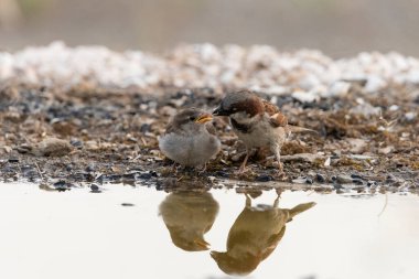 Havuzda babası tarafından beslenen genç dişi serçe (Passer domesticus)