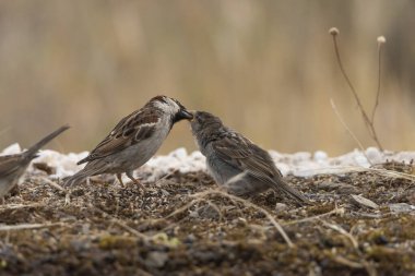 Havuzda babası tarafından beslenen genç dişi serçe (Passer domesticus)