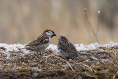 Havuzda babası tarafından beslenen genç dişi serçe (Passer domesticus)