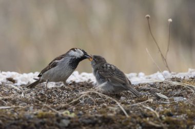 Havuzda babası tarafından beslenen genç dişi serçe (Passer domesticus)