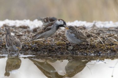 Havuzda babası tarafından beslenen genç dişi serçe (Passer domesticus)