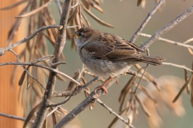 Dal üzerinde genç bir dişi serçe (Passer domesticus)