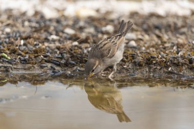Gölette genç dişi serçe (Passer domesticus)
