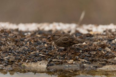 Gölette genç dişi serçe (Passer domesticus)