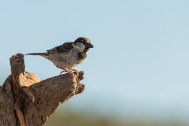 Bir dalda genç erkek serçe (Passer domesticus)