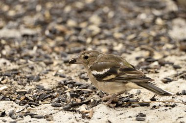 Genç dişi papatya (Fringilla coelebs)