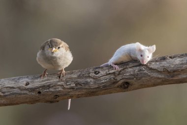 bir farenin yanında bir dalda genç serçe (Passer domesticus)
