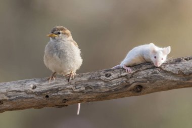 bir farenin yanında bir dalda genç serçe (Passer domesticus)