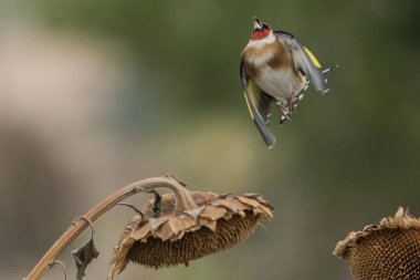 Saka kuşu bir ayçiçeğine tünemiş (Carduelis carduelis)