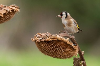 Saka kuşu bir ayçiçeğine tünemiş (Carduelis carduelis)