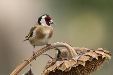 Saka kuşu bir ayçiçeğine tünemiş (Carduelis carduelis)