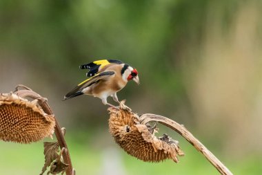 Saka kuşu bir ayçiçeğine tünemiş (Carduelis carduelis)