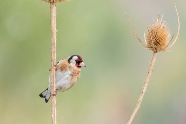 Saka kuşu bir dala tünemiş (Carduelis carduelis)