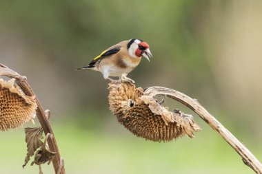 Saka kuşu ayçiçeği üzerinde tohum yiyor (Carduelis carduelis)