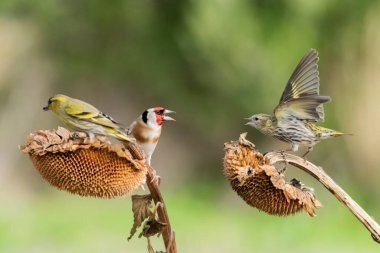 Saka kuşu bir ayçiçeğinde savaşıyor (Carduelis carduelis)