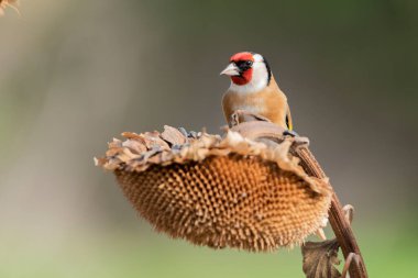 Saka kuşu ayçiçeği üzerinde tohum yiyor (Carduelis carduelis)