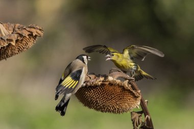 Saka kuşu bir ayçiçeğinde savaşıyor (Carduelis carduelis)