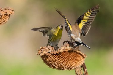 Saka kuşu, tohumları yiyen ve bir ayçiçeğinin üzerinde savaşan ispinoz (Spinus spinus)