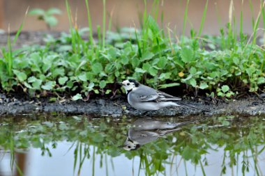 Gölette içen beyaz kuyruklu (Motacilla alba)