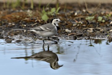 Gölette içen beyaz kuyruklu (Motacilla alba)