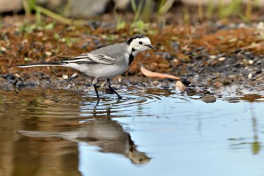 Gölette içen beyaz kuyruklu (Motacilla alba)