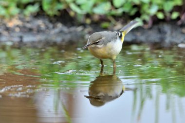 Sandpiper içme ve gölet yansıması (Motacilla cinerea)