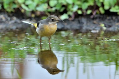 Sandpiper içme ve gölet yansıması (Motacilla cinerea)