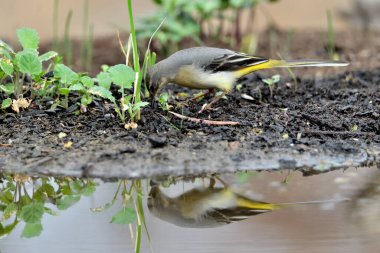 Sandpiper içme ve gölet yansıması (Motacilla cinerea)